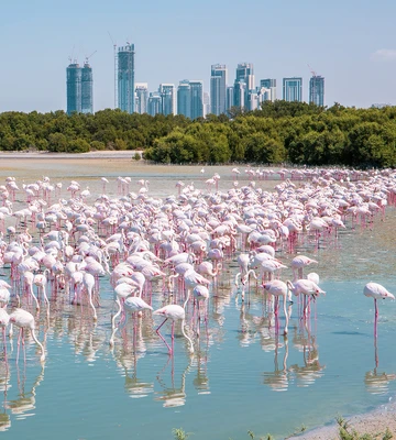 Ras Al Khor Wildlife Sanctuary